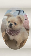 Load image into Gallery viewer, Pooch Neck Warmer